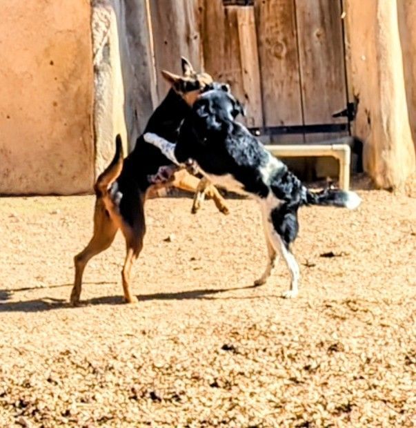 ChiChi, a Adoptable mixed breed in Pena Blanca, NM image 6/6