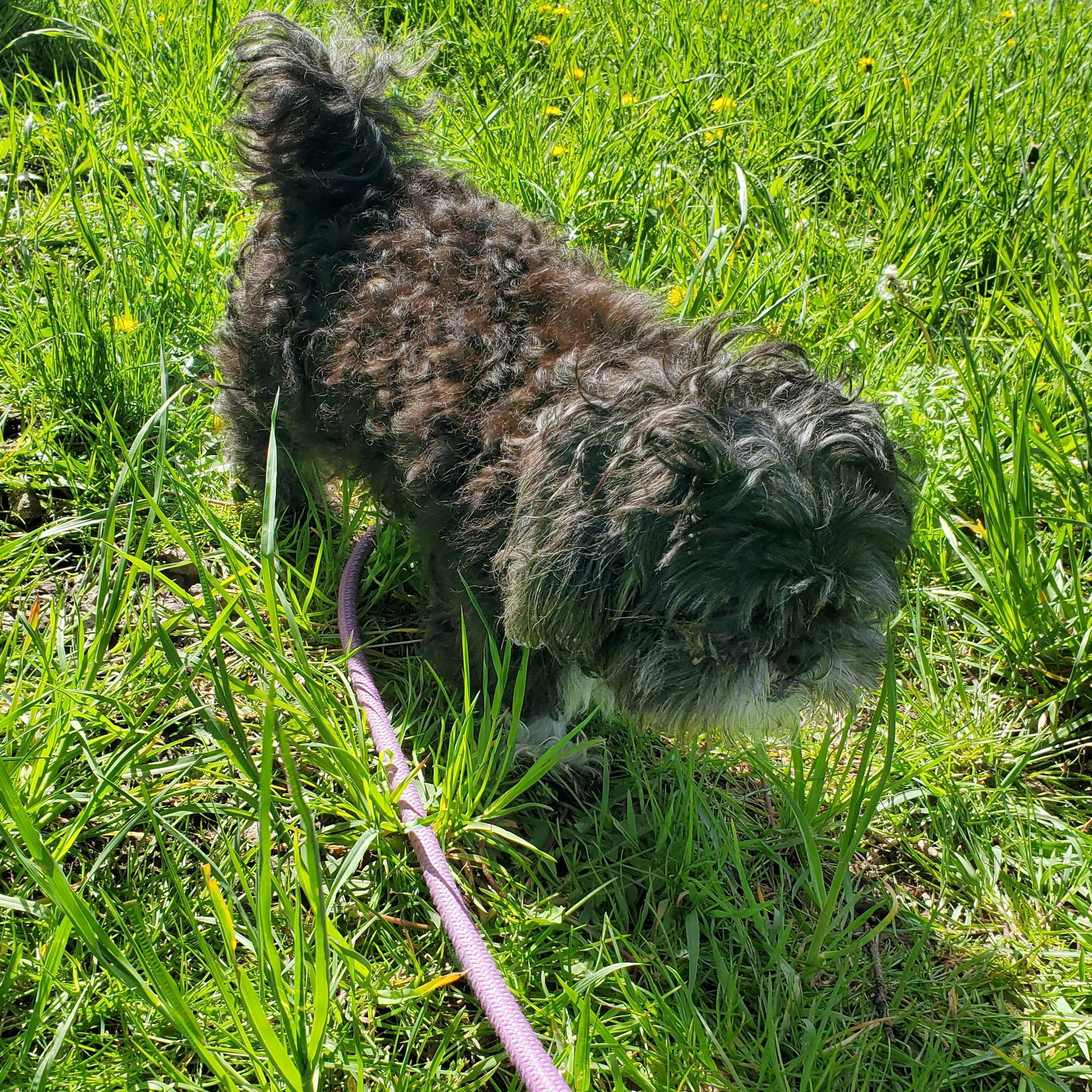 Enlarge Fluffy, a ADOPTABLE Shih Tzu in Jersey city, NJ image 2/2