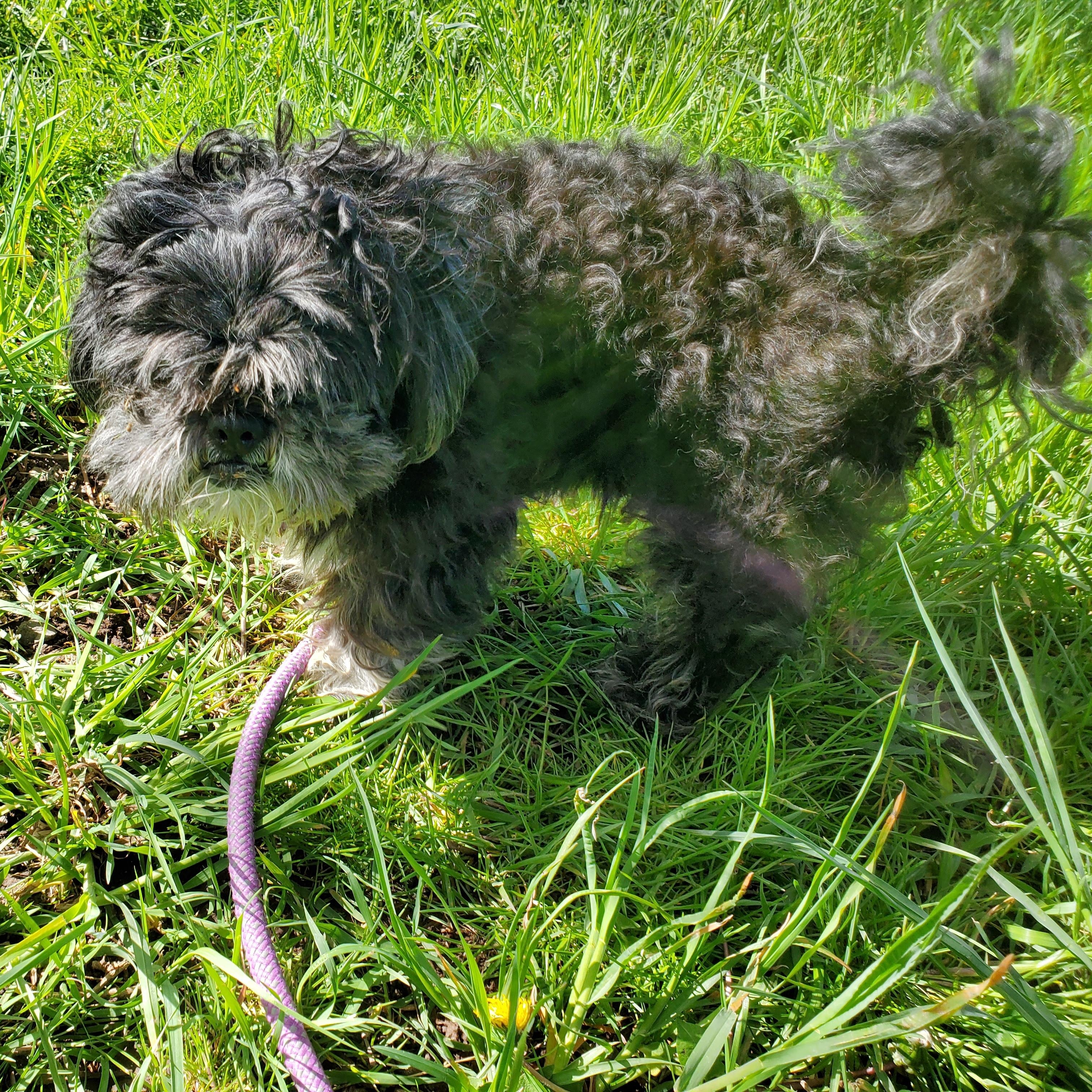 Enlarge Fluffy, a ADOPTABLE Shih Tzu in Jersey city, NJ image 1/2