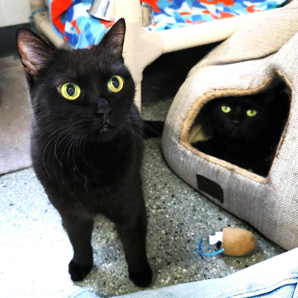 Pez, Adoptable, Senior Female Domestic Short Hair.
