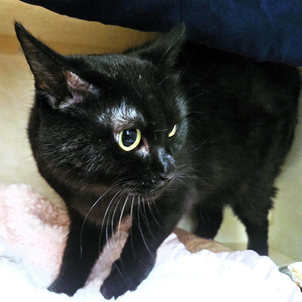 Pez, Adoptable, Senior Female Domestic Short Hair.