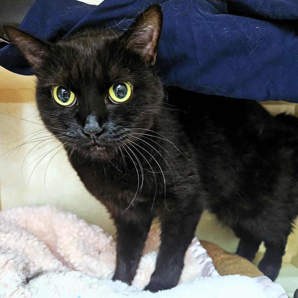 Enlarge Pez, a Adoptable Domestic Short Hair in Michigan City, IN image 2/5