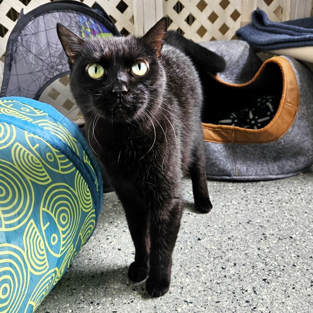 Enlarge Pez, a Adoptable Domestic Short Hair in Michigan City, IN image 3/5