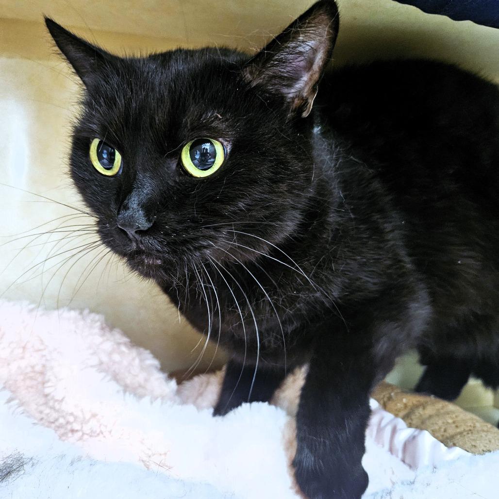 Enlarge Pez, a Adoptable Domestic Short Hair in Michigan City, IN image 3/5