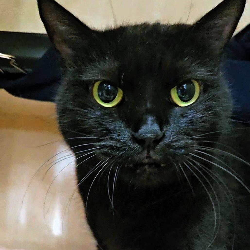Enlarge Pez, a Adoptable Domestic Short Hair in Michigan City, IN image 4/5