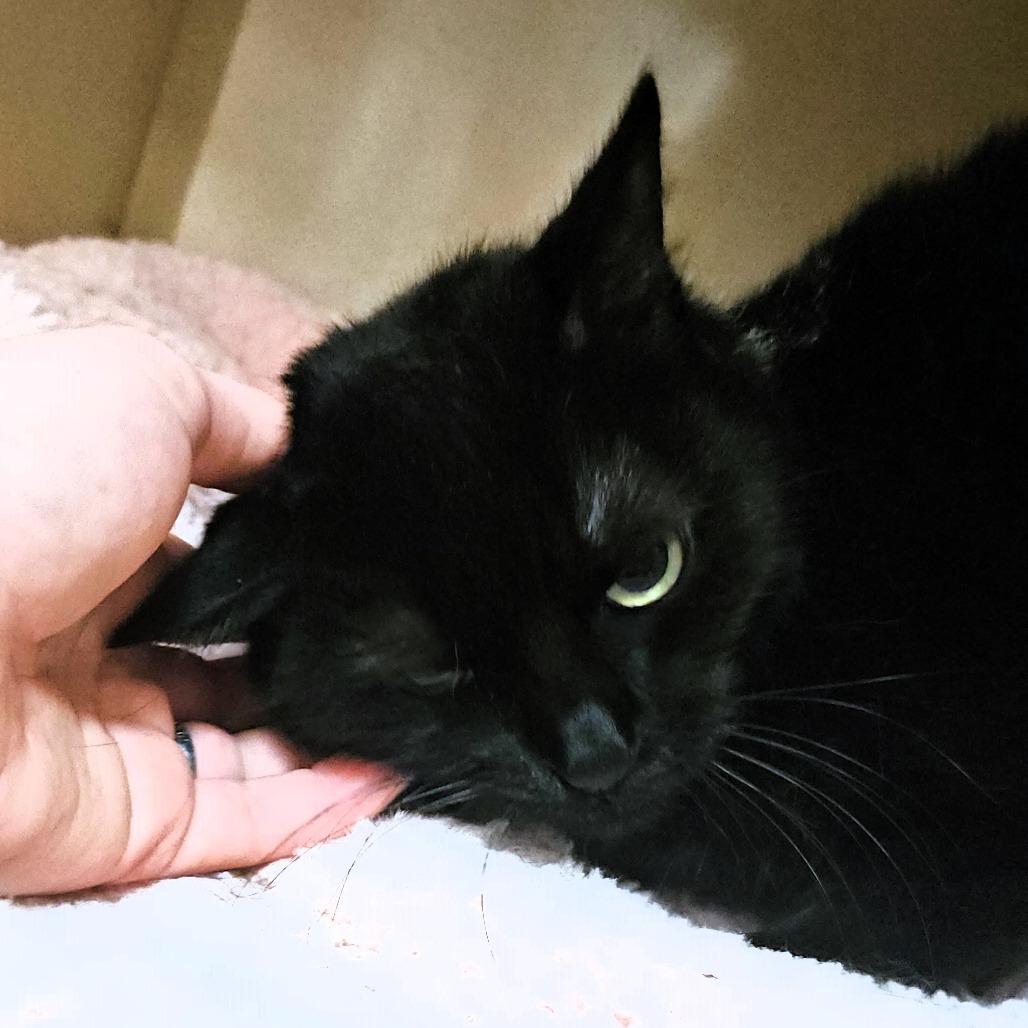 Enlarge Pez, a Adoptable Domestic Short Hair in Michigan City, IN image 5/5