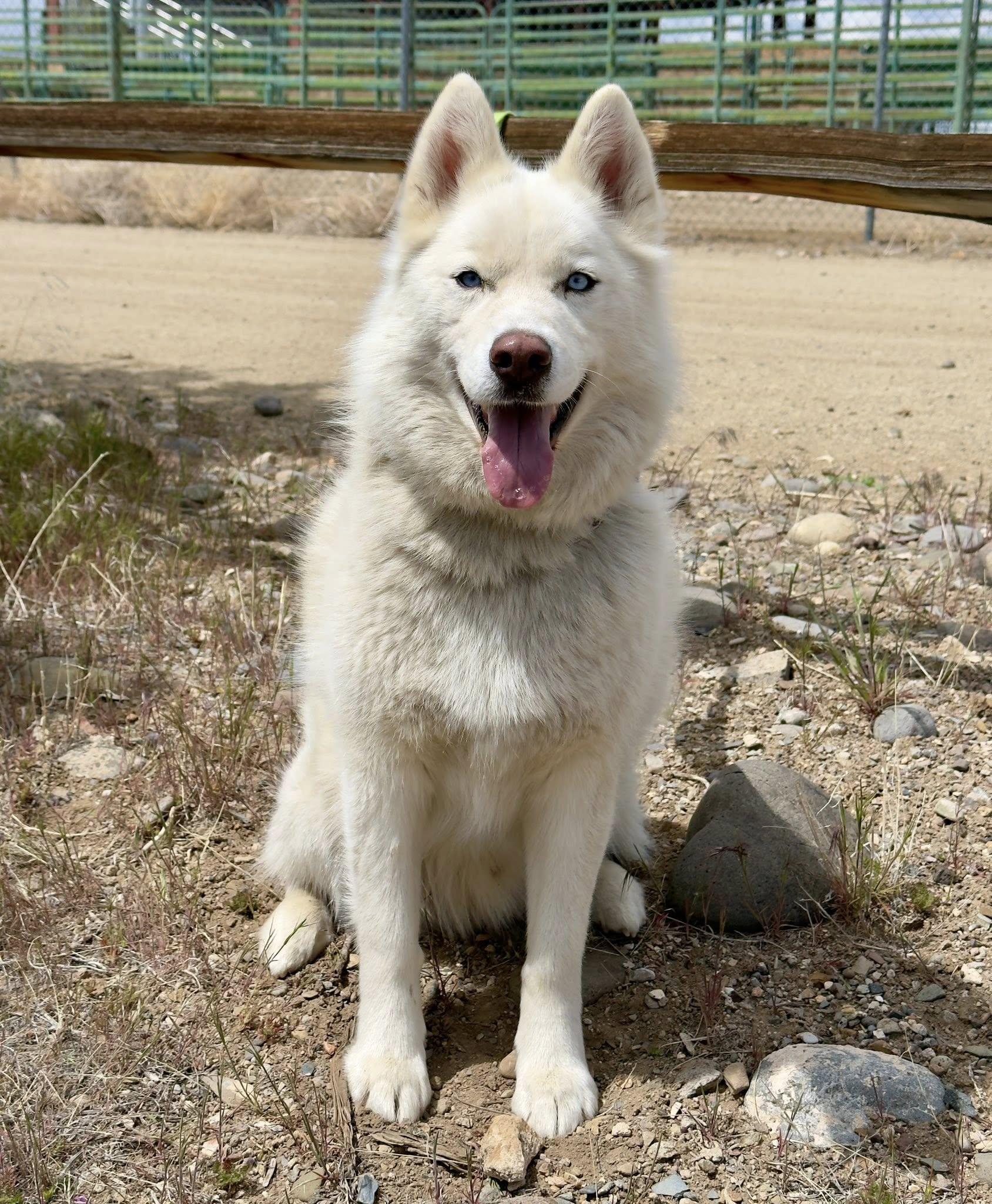 Enlarge Romeo, an adopted Husky in Gardnerville, NV image 1/1