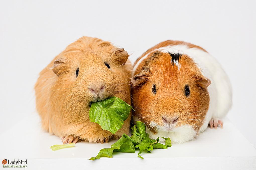 Enlarge Mini (bonded to Gini), a ADOPTABLE mixed breed in Hamilton, ON image 2/4