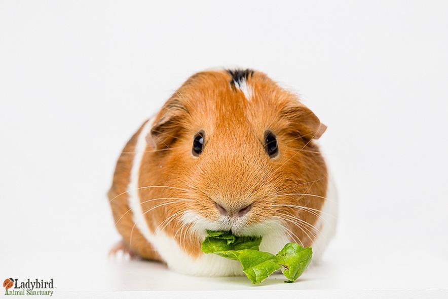 Mini (bonded to Gini), ADOPTABLE, Adult Female Guinea Pig.