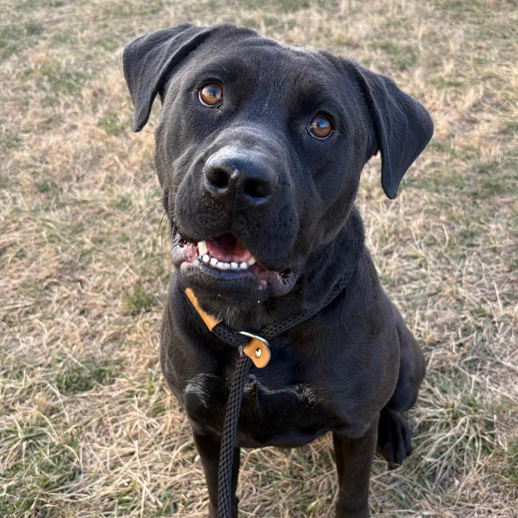 Tux, Adoptable, Young Male Labrador Retriever.