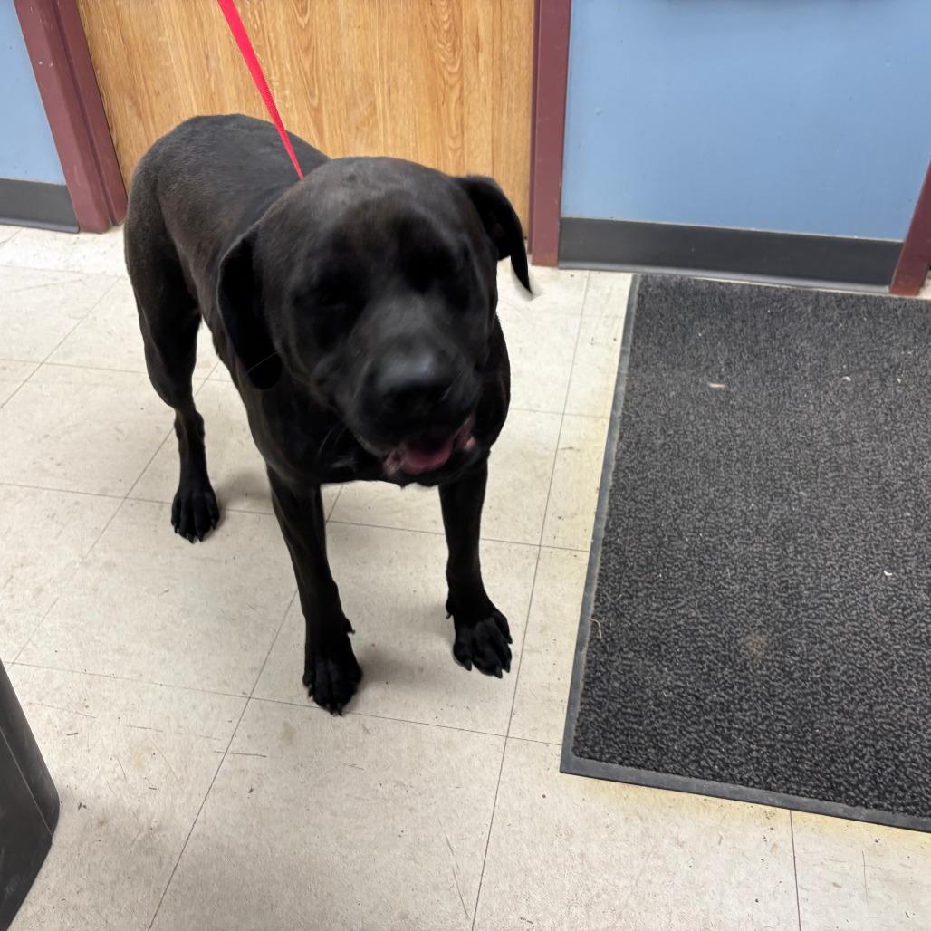 Enlarge Tux, a Adoptable mixed breed in St Joseph, MO image 2/2