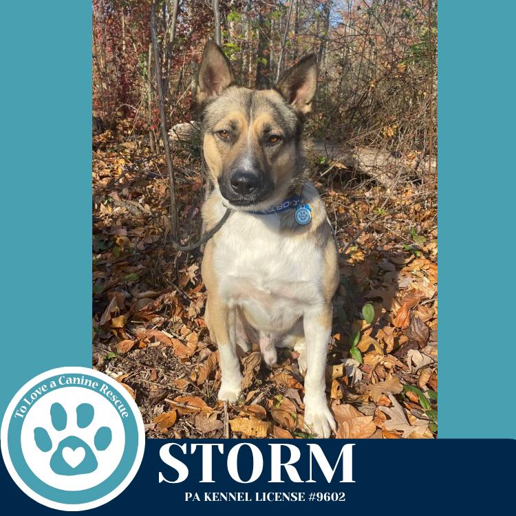 Enlarge Storm 110825, a Adoptable mixed breed in Kimberton, PA image 1/6