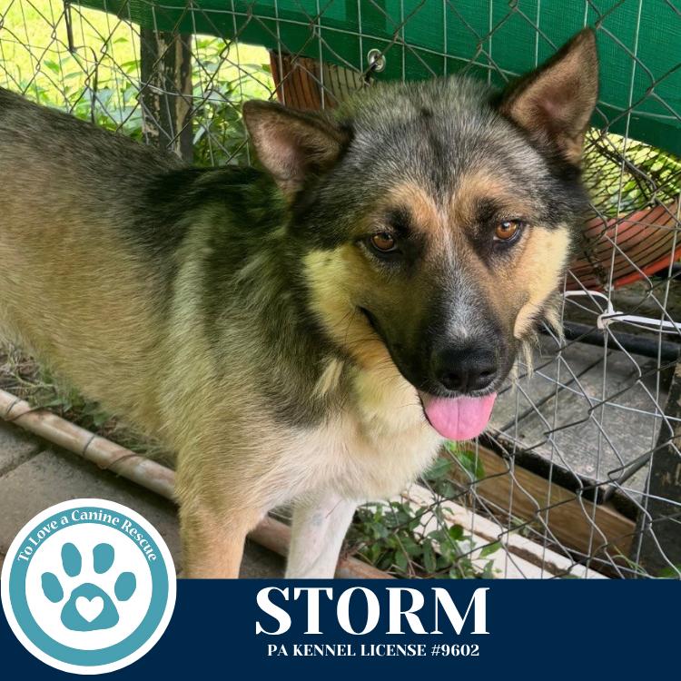 Enlarge Storm 110825, a Adoptable mixed breed in Kimberton, PA image 2/6