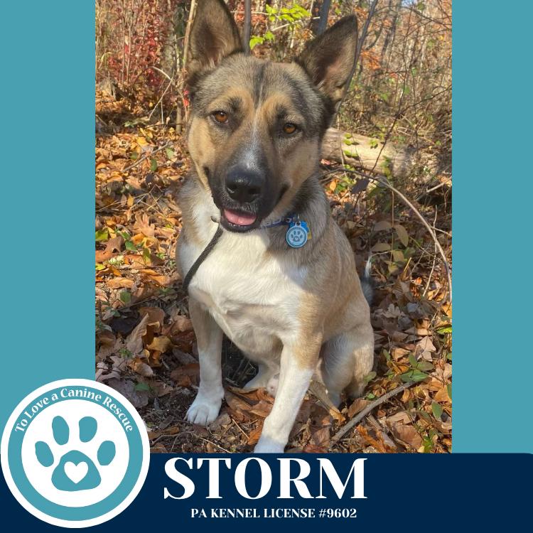 Enlarge Storm 110825, a Adoptable mixed breed in Kimberton, PA image 3/6