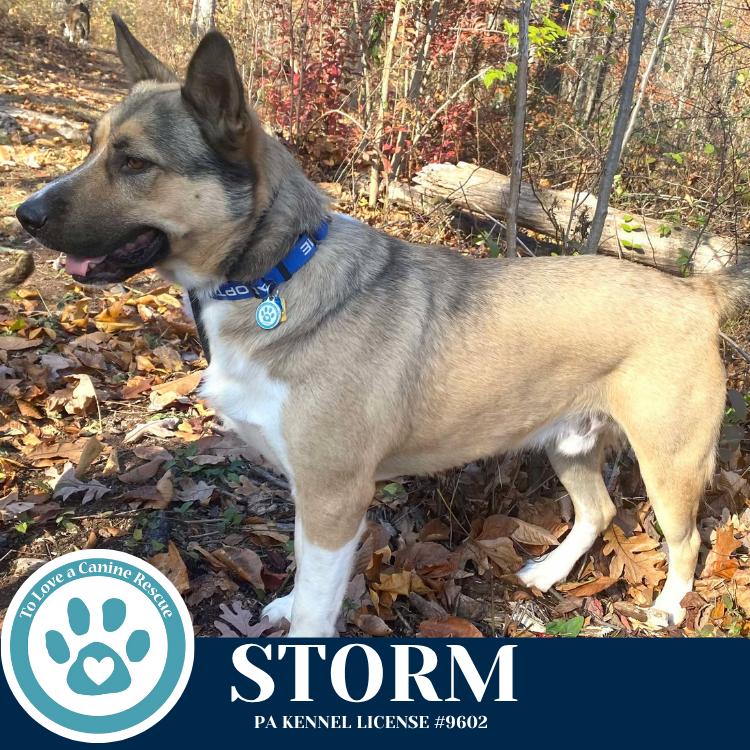 Enlarge Storm 110825, a Adoptable mixed breed in Kimberton, PA image 4/6