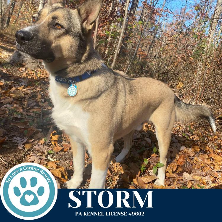 Enlarge Storm 110825, a Adoptable mixed breed in Kimberton, PA image 6/6