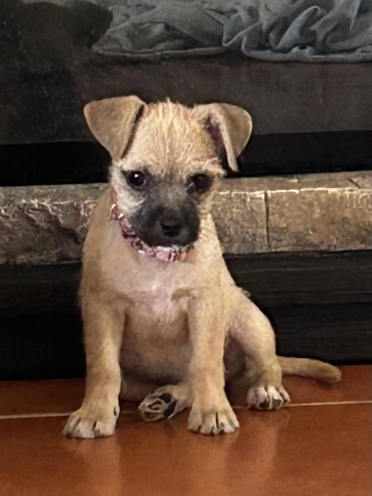 Tara, Adoptable, Puppy Female Pug & Terrier.