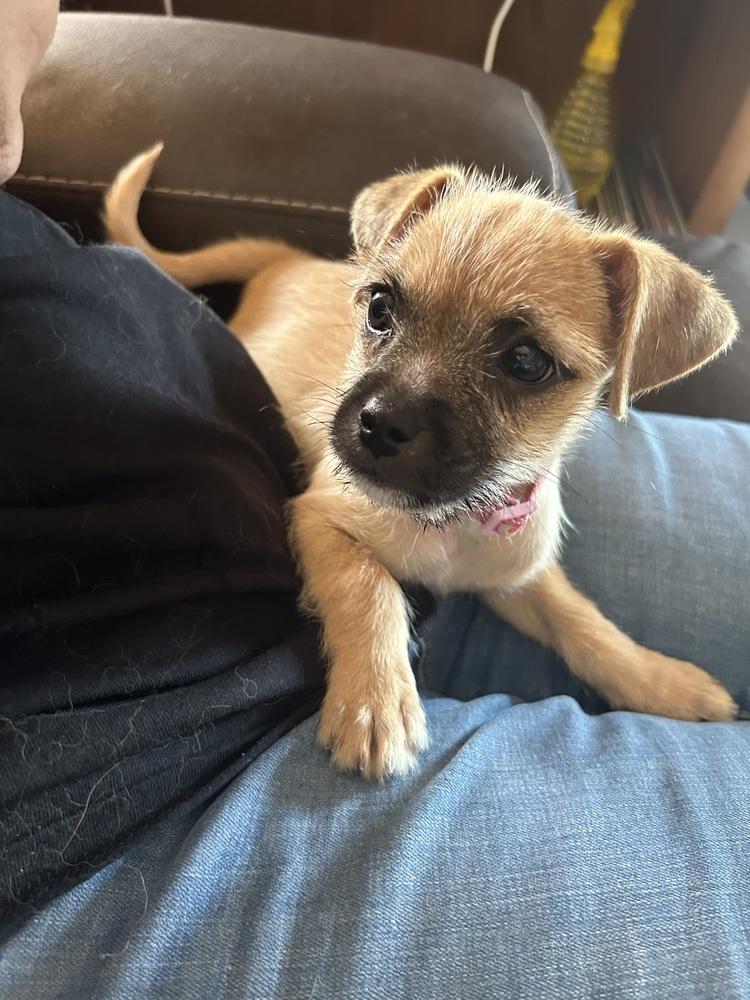 Enlarge Tara, a Adoptable mixed breed in TUCSON, AZ image 2/2