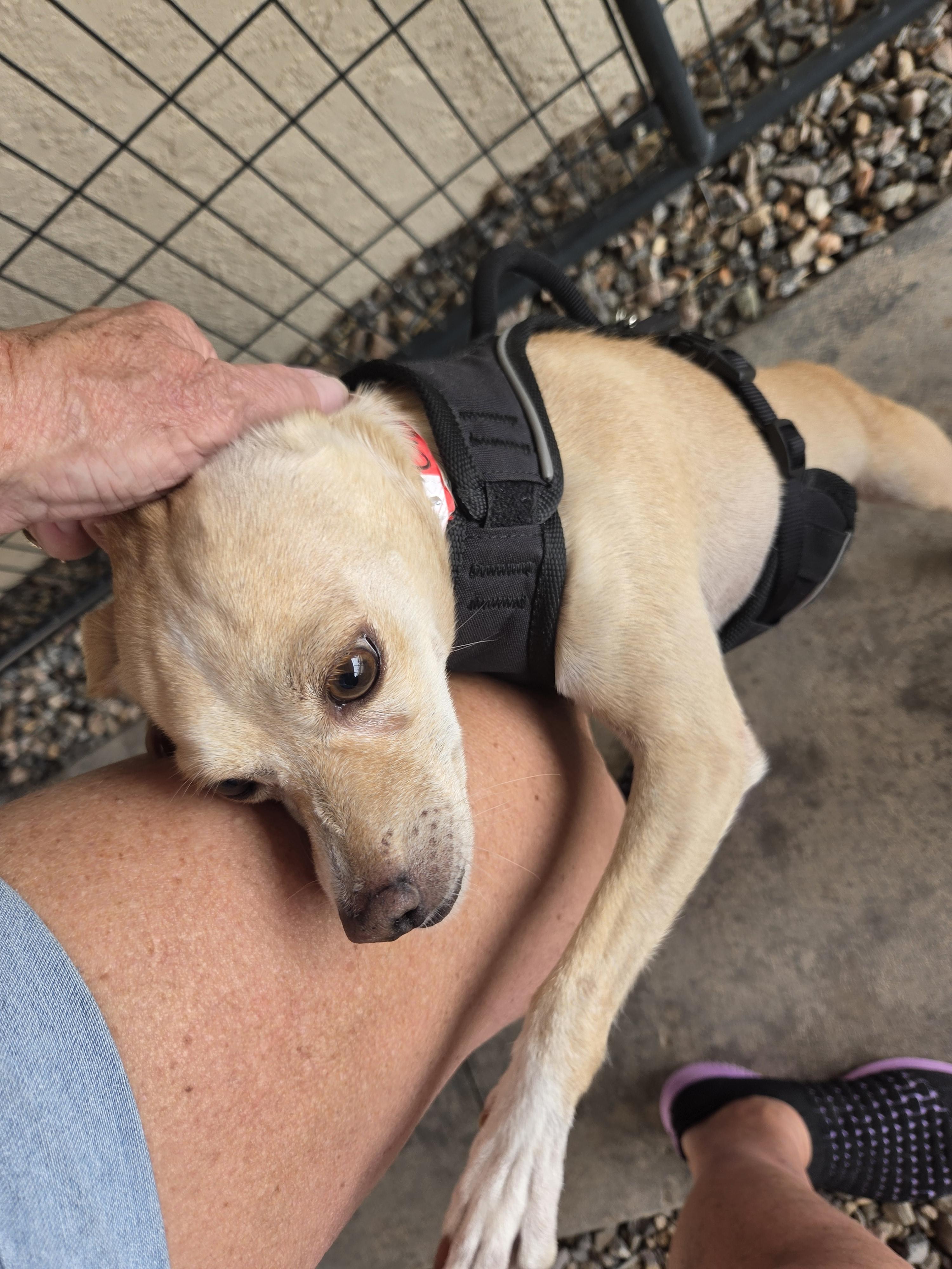 Enlarge Cream, a ADOPTABLE mixed breed in Yarnell, AZ image 2/4