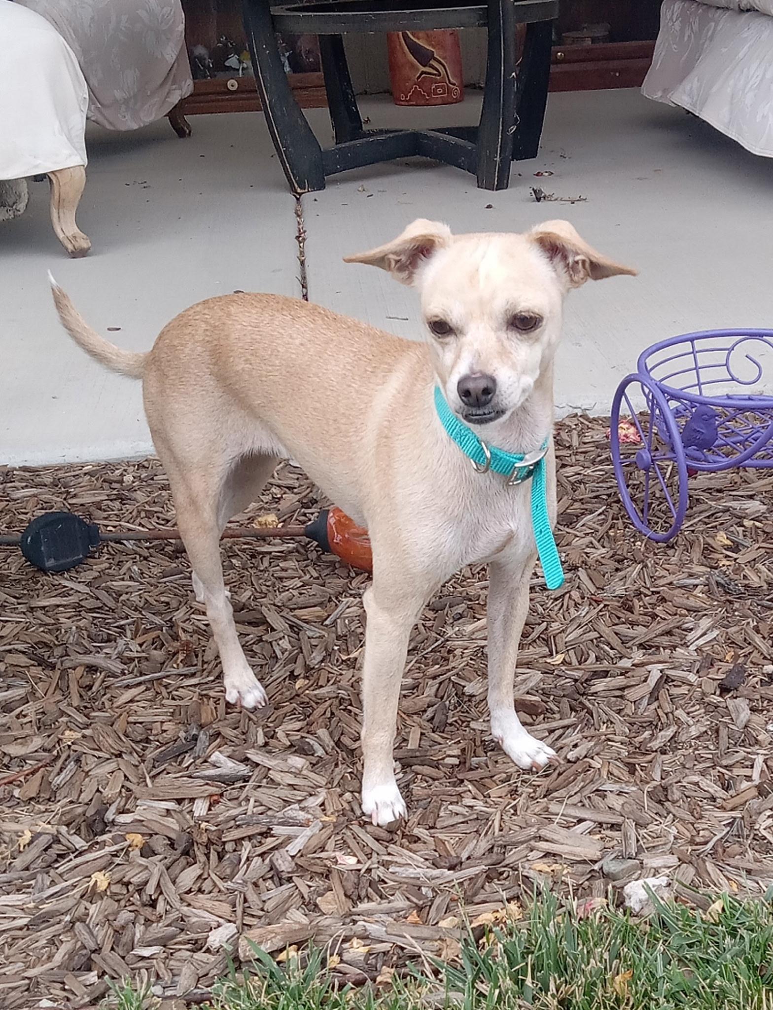 Enlarge Cream, a ADOPTABLE mixed breed in Yarnell, AZ image 1/4