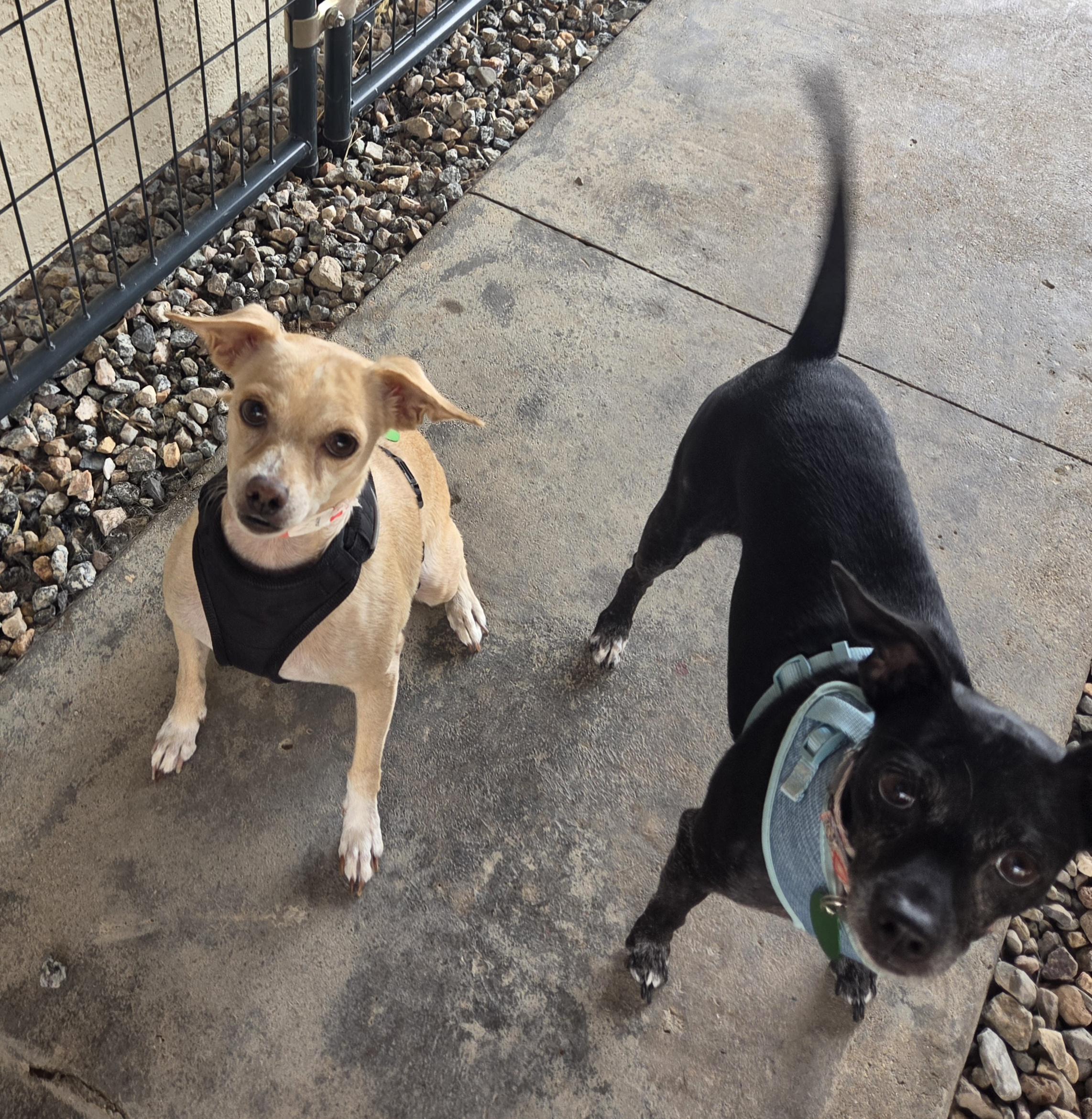 Enlarge Cream, a ADOPTABLE mixed breed in Yarnell, AZ image 4/4