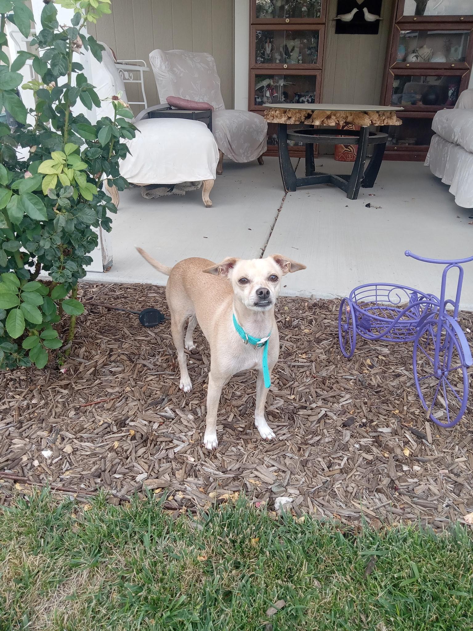 Enlarge Cream, a ADOPTABLE mixed breed in Yarnell, AZ image 3/4