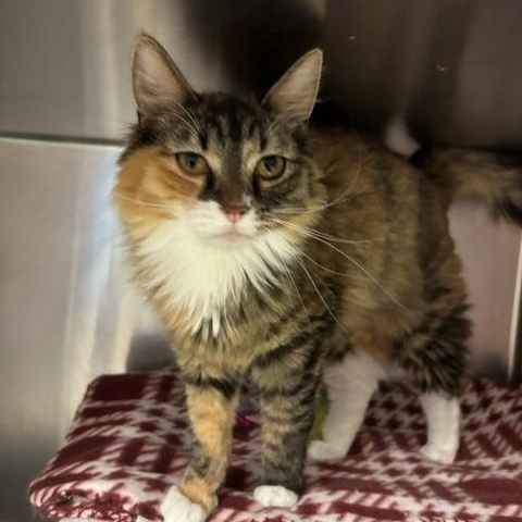 Mimi, an adopted Domestic Long Hair in Braintree, MA image 4/5