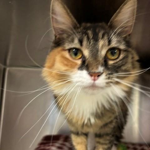 Mimi, adopted, Young Female Domestic Long Hair.