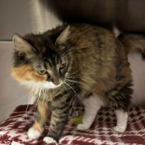 Mimi, an adopted Domestic Long Hair in Braintree, MA image 2/5