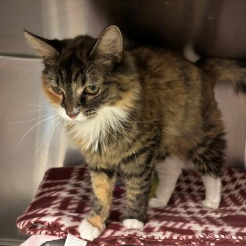 Mimi, an adopted Domestic Long Hair in Braintree, MA image 5/5