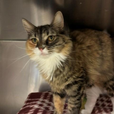 Mimi, an adopted Domestic Long Hair in Braintree, MA image 3/5