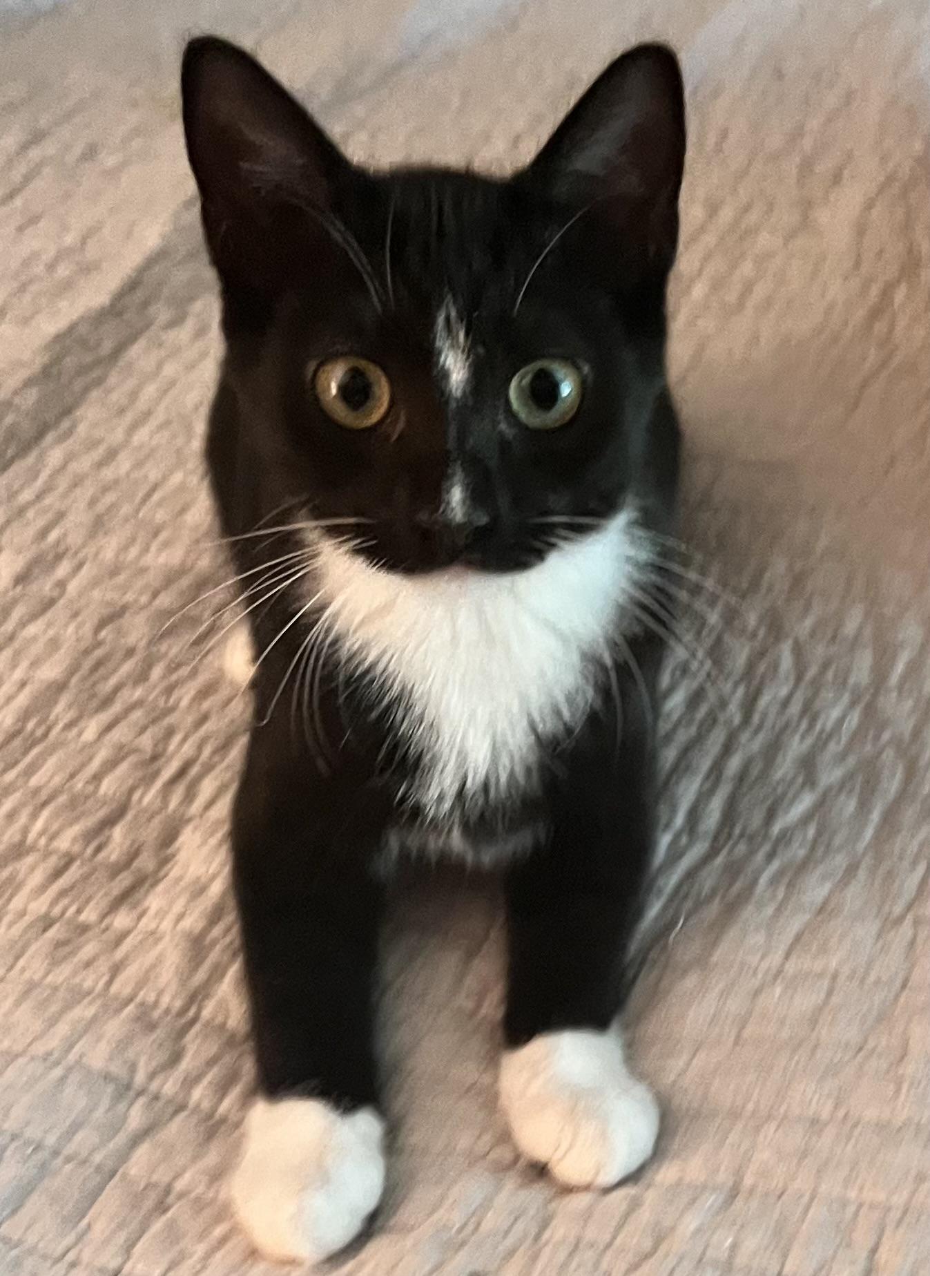 Abington (Peg-fostered in TN), Adopted, Kitten Female American Bobtail & Tuxedo.