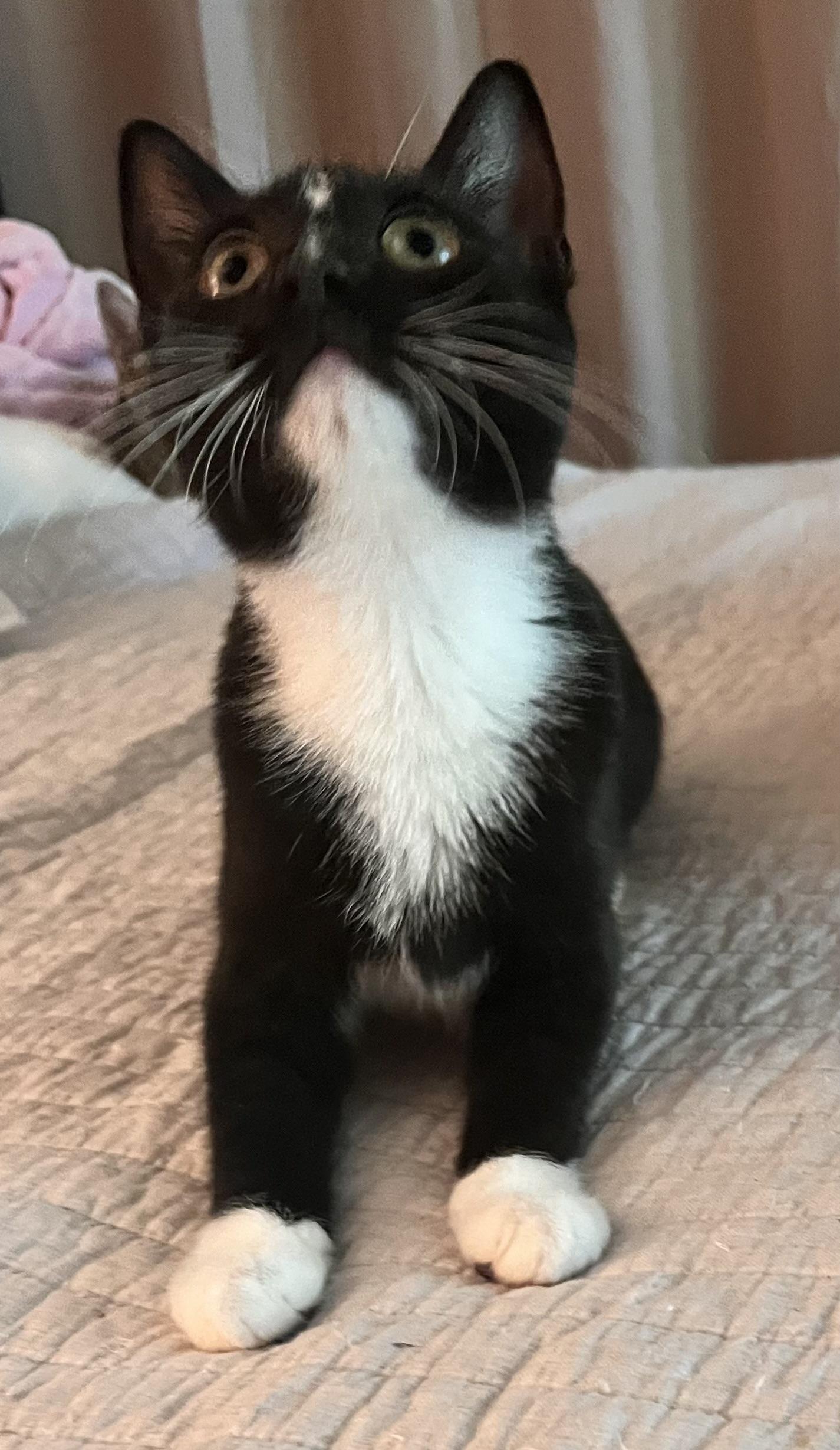 Enlarge Abington (Peg-fostered in TN), a Adopted mixed breed in Brooklyn, CT image 4/5