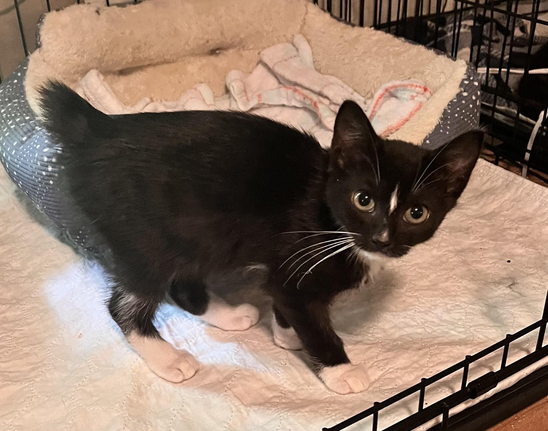 Enlarge Abington (Peg-fostered in TN), a Adopted mixed breed in Brooklyn, CT image 2/5