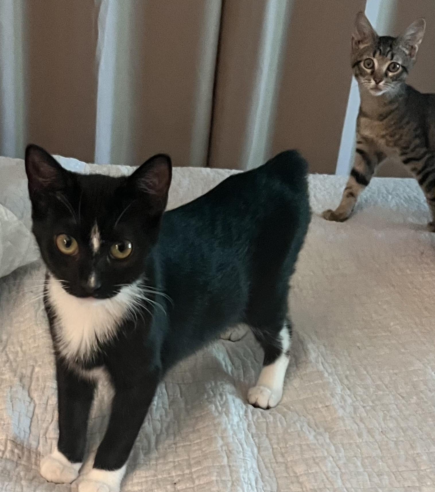 Enlarge Abington (Peg-fostered in TN), a Adopted mixed breed in Brooklyn, CT image 5/5