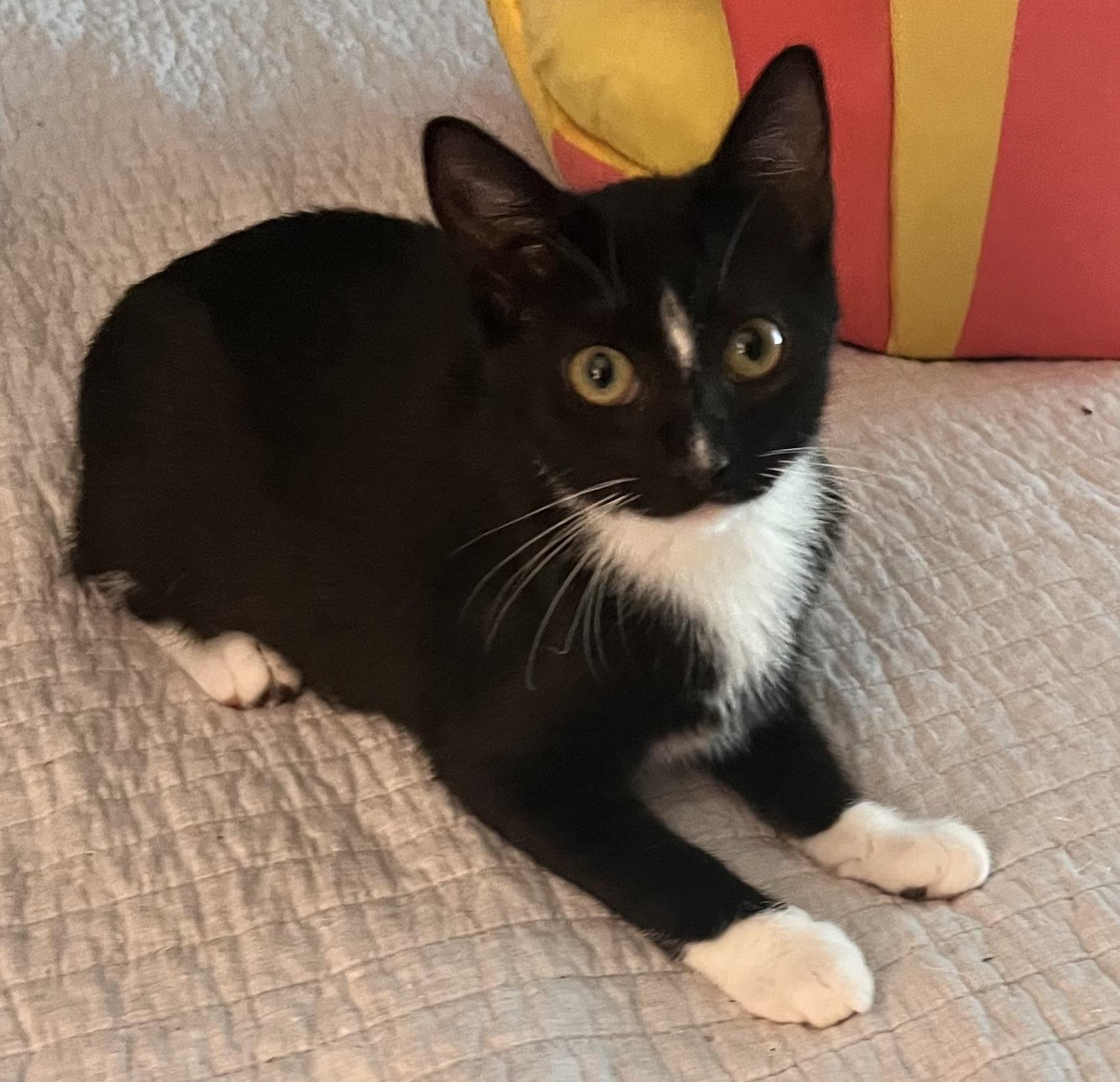 Enlarge Abington (Peg-fostered in TN), a Adopted mixed breed in Brooklyn, CT image 3/5