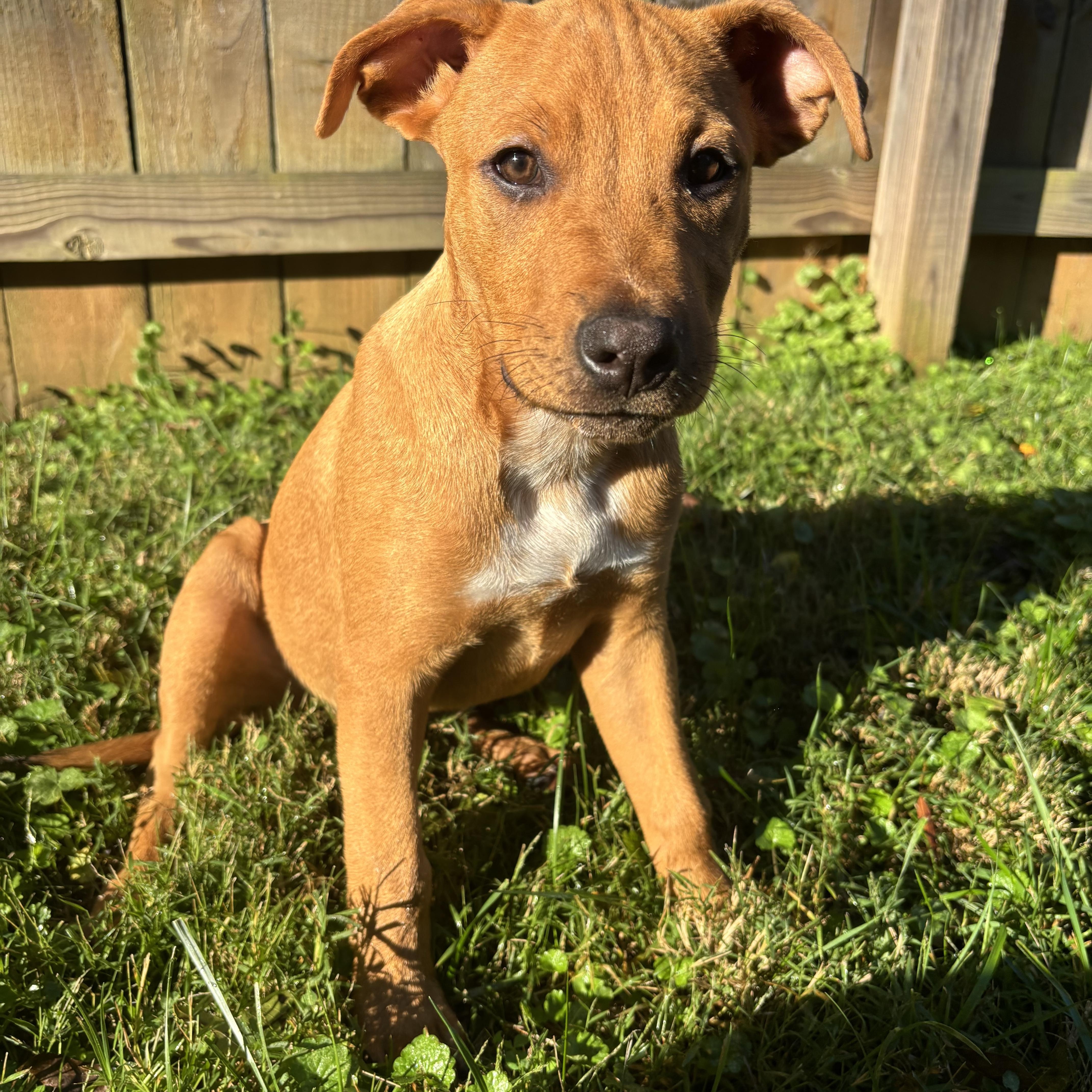 Enlarge Michael, a Adoptable mixed breed in Charlotte, NC image 3/5