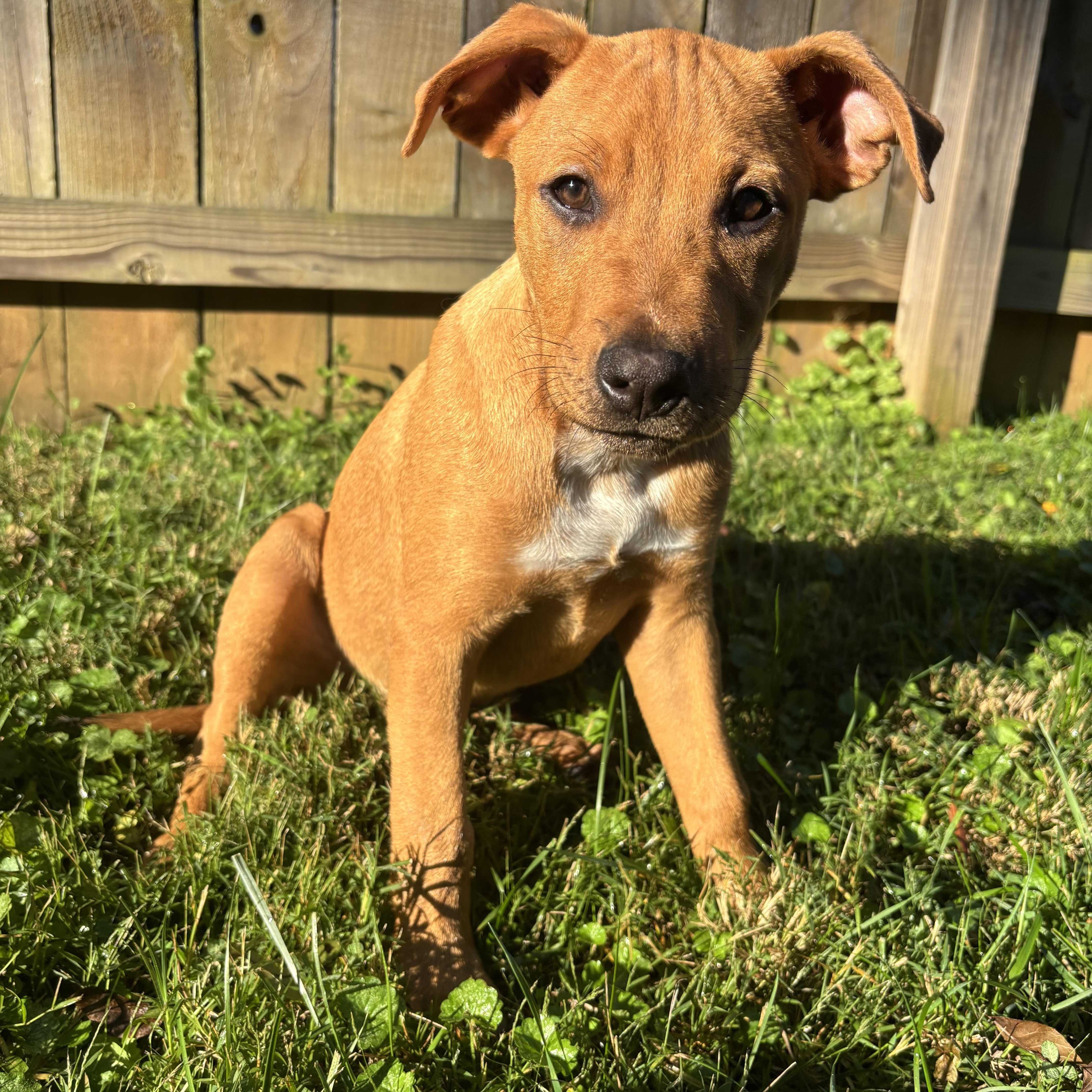 Enlarge Michael, a Adoptable mixed breed in Charlotte, NC image 2/5