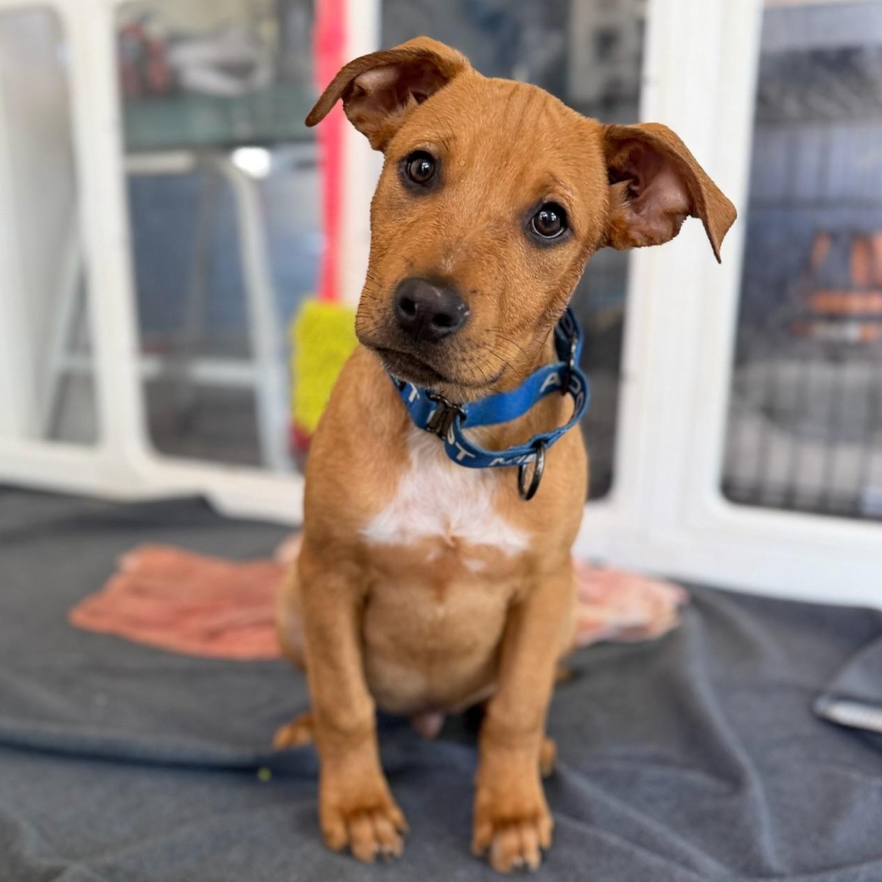 Michael, Adoptable, Puppy Male Pit Bull Terrier.