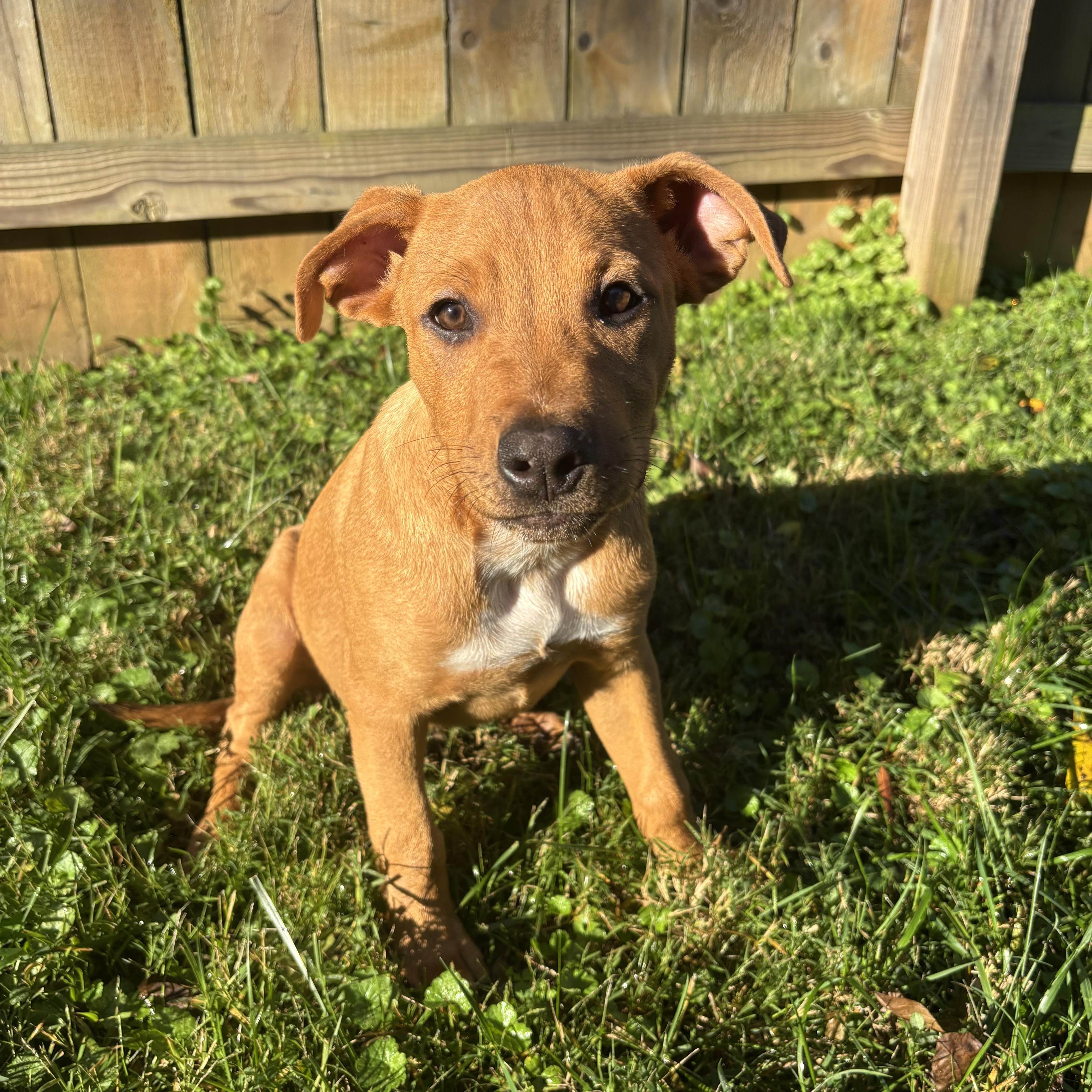Enlarge Michael, a Adoptable mixed breed in Charlotte, NC image 4/5