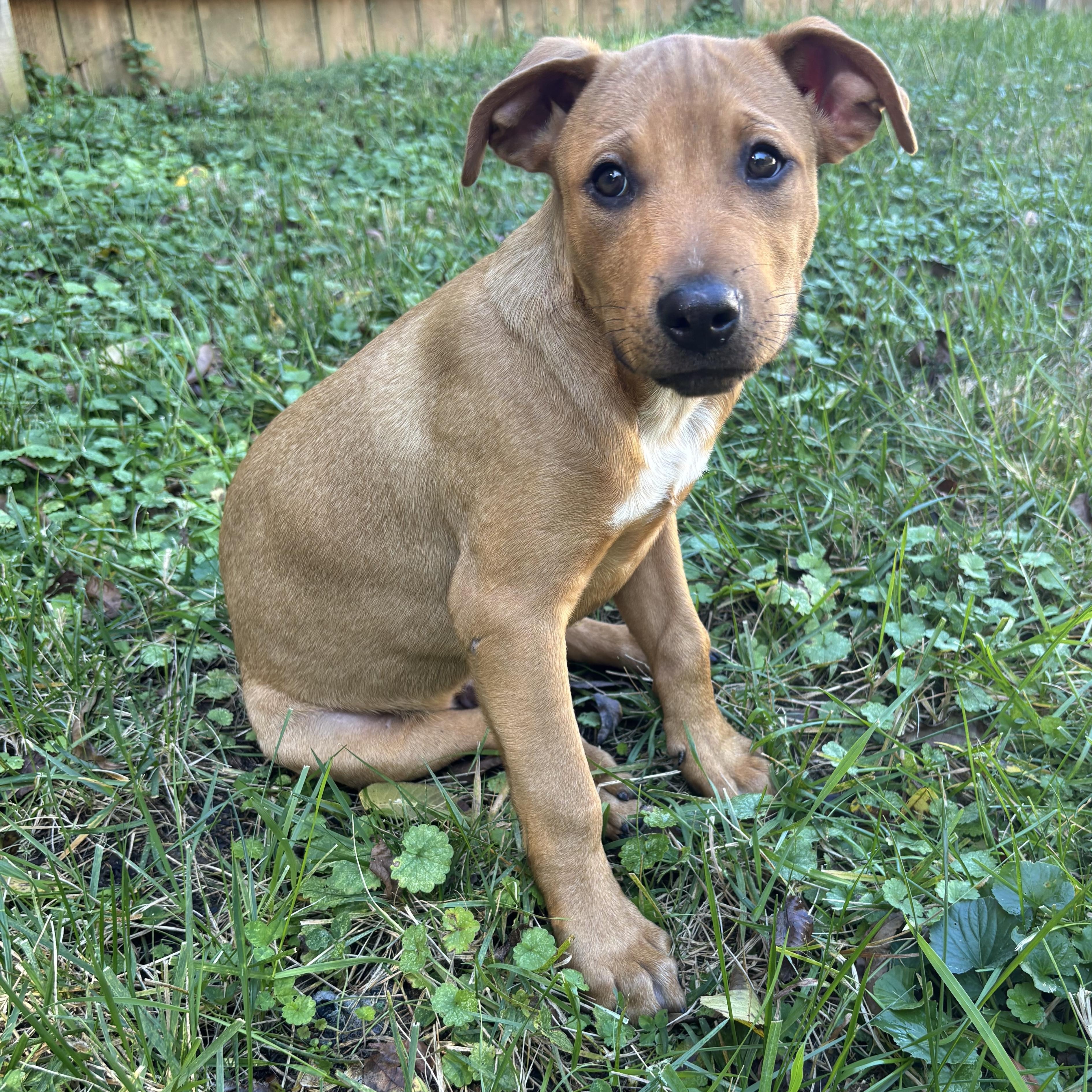 Enlarge Michael, a Adoptable mixed breed in Charlotte, NC image 5/5