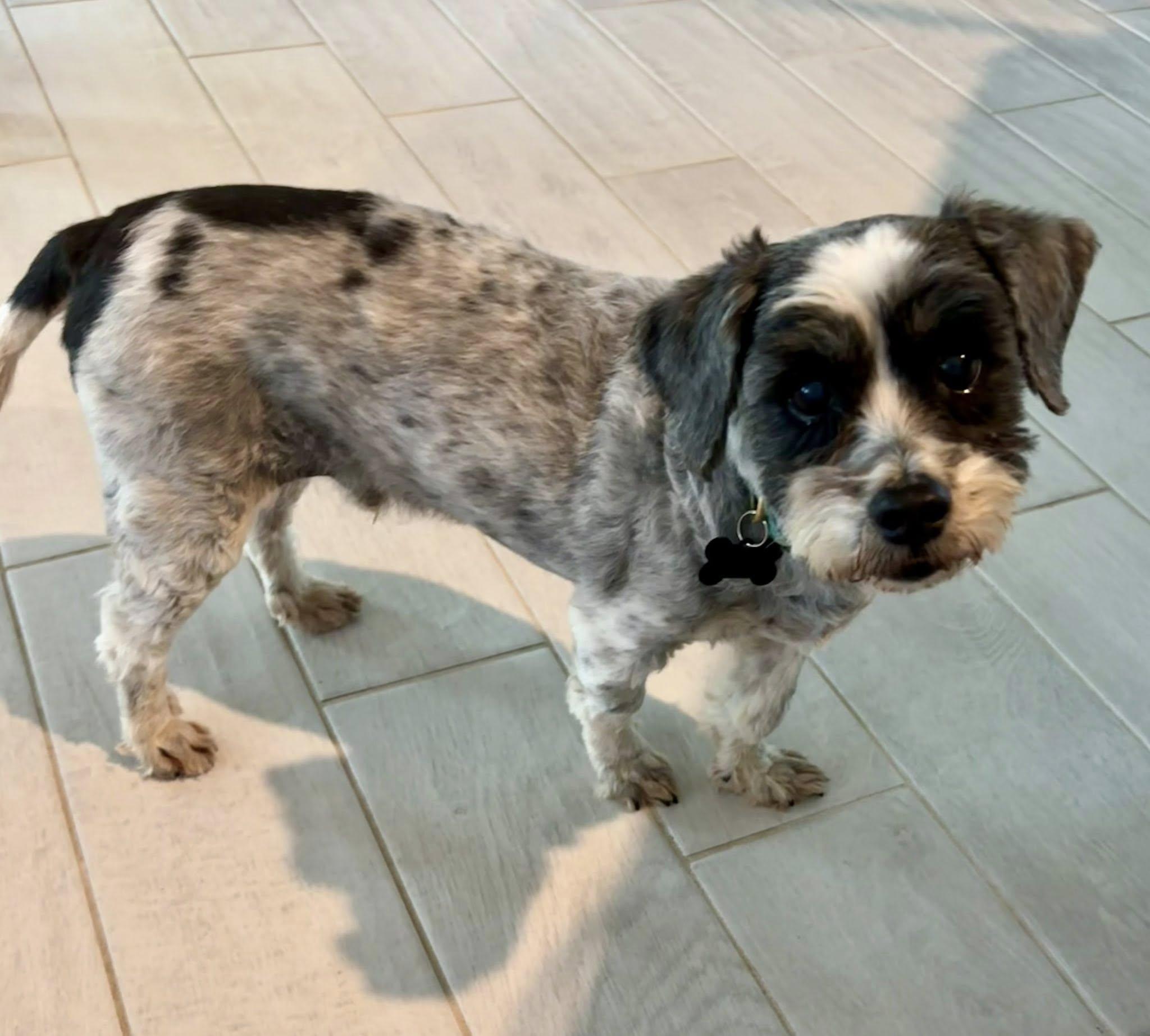 Jellybean, an adopted mixed breed in Cape Coral, FL image 2/5