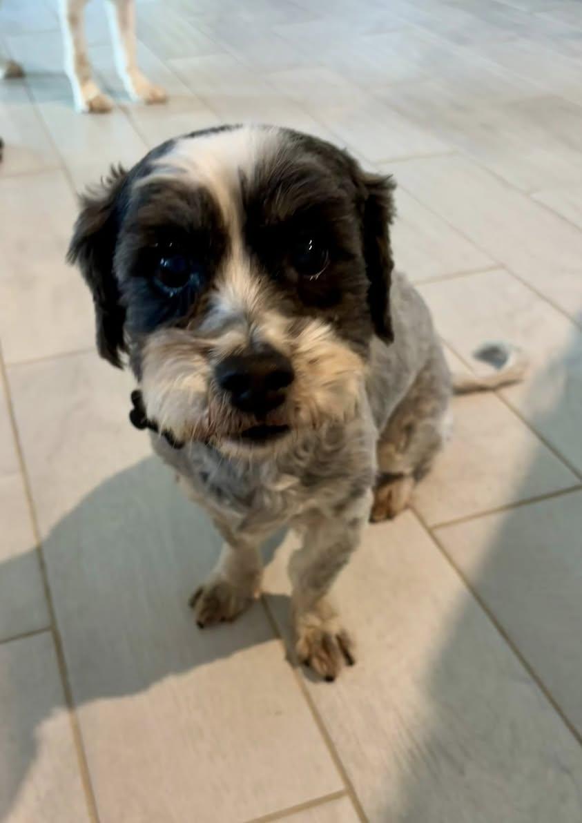 Jellybean, an adopted mixed breed in Cape Coral, FL image 1/5