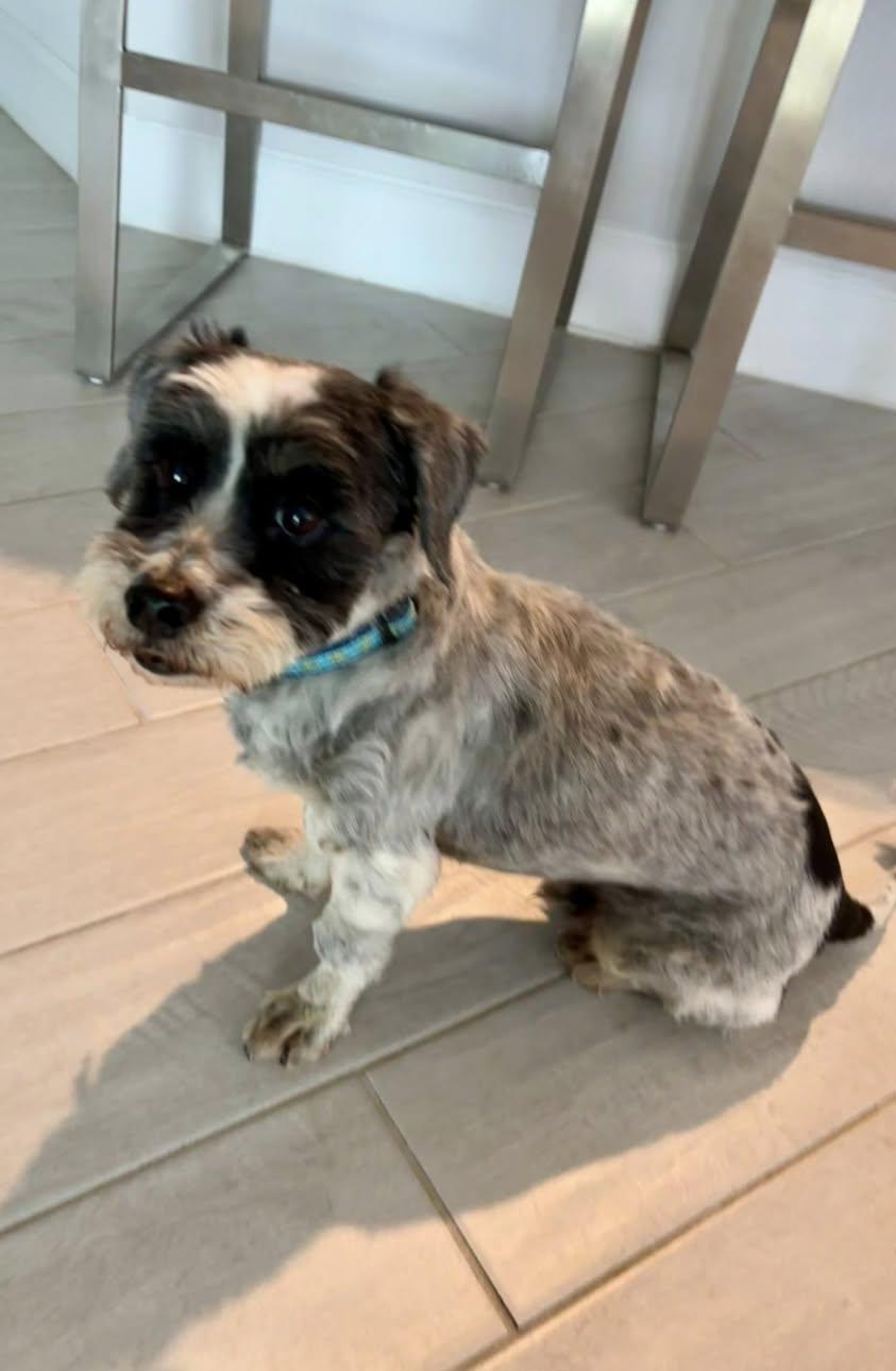 Jellybean, an adopted mixed breed in Cape Coral, FL image 4/5