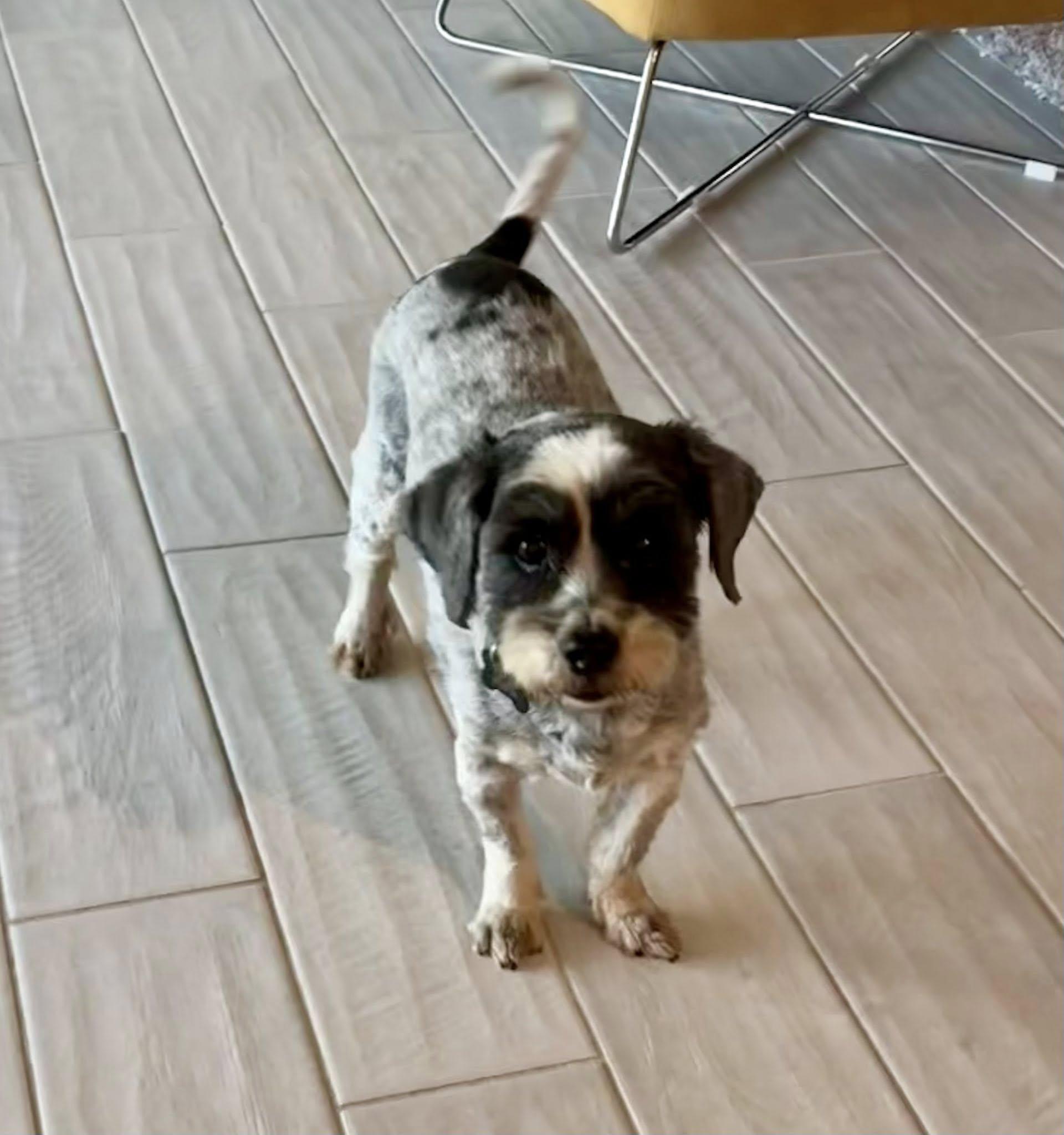 Jellybean thumbnail 4