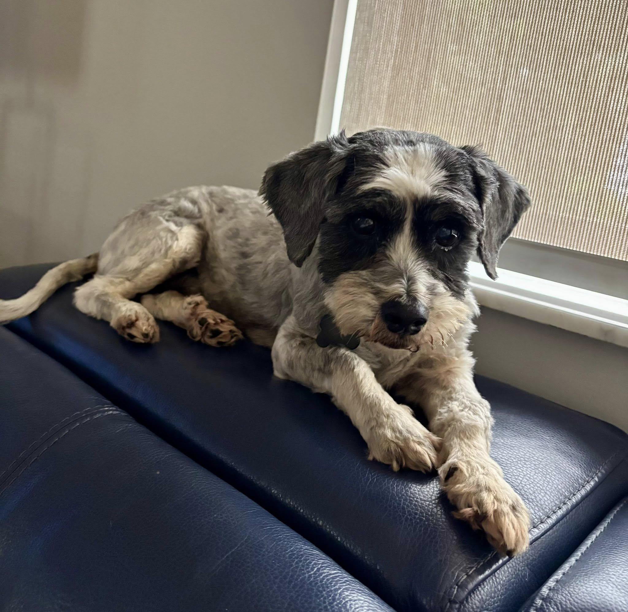 Jellybean thumbnail 5