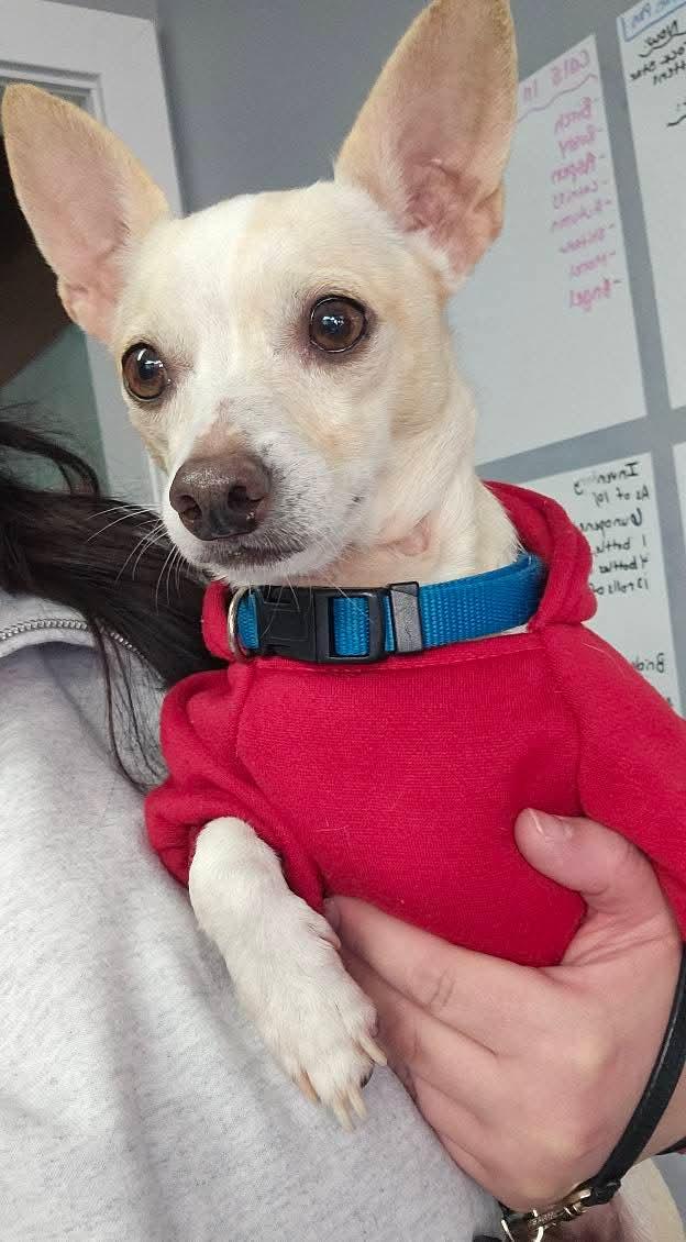 Enlarge Vog, a ADOPTABLE Chihuahua in Owensboro, KY image 1/3