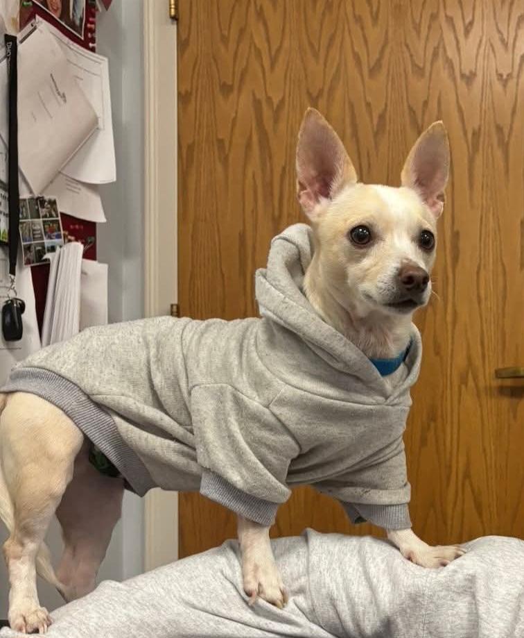 Enlarge Vog, a ADOPTABLE Chihuahua in Owensboro, KY image 3/3