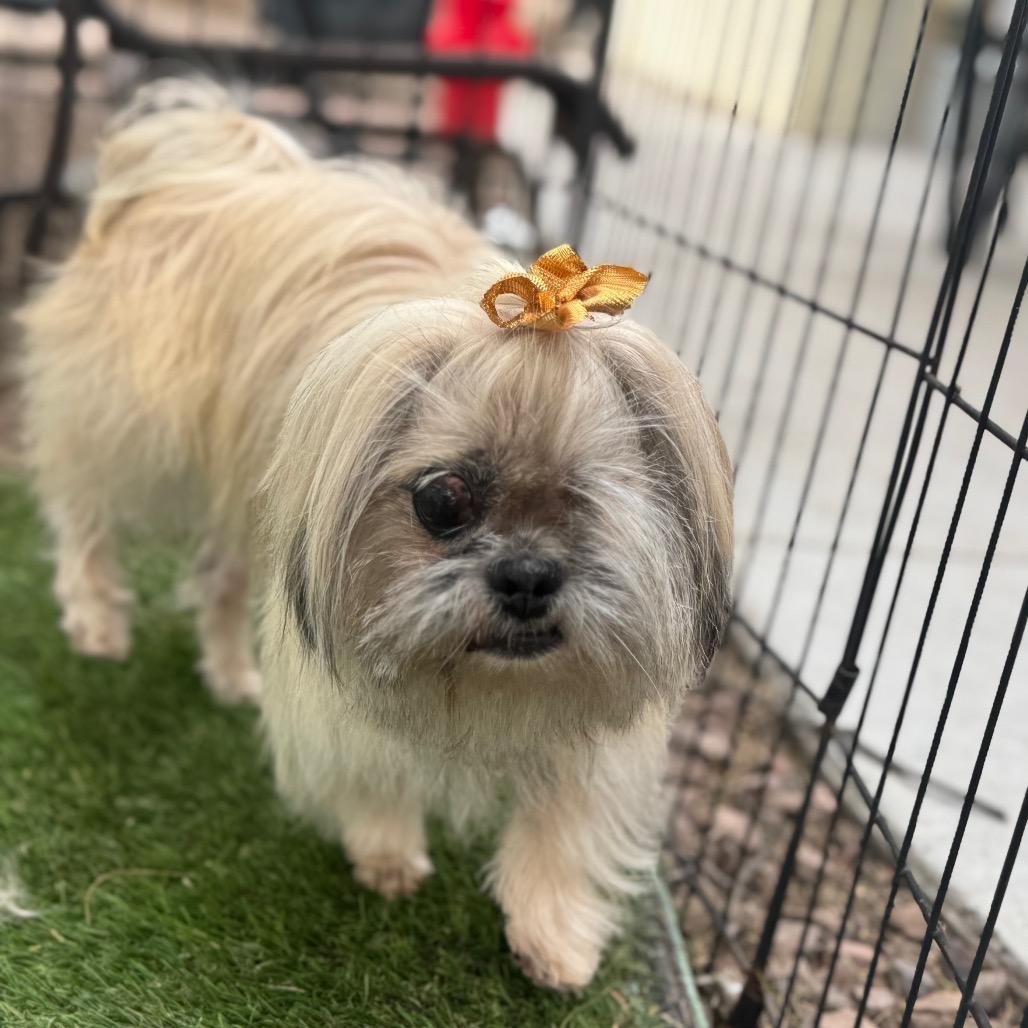 Breezy, Adoptable, Adult Female Shih Tzu & Mixed Breed.