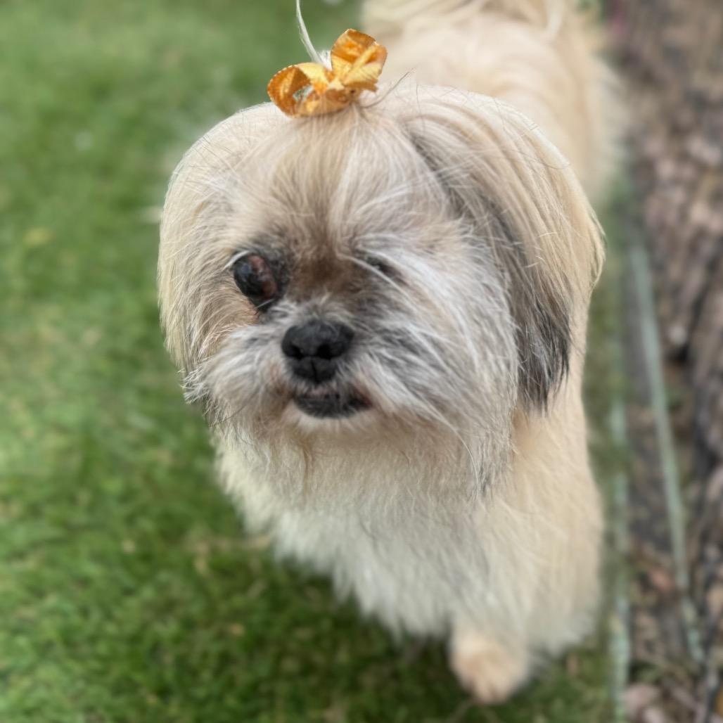 Enlarge Breezy, a Adoptable mixed breed in Phoenix, AZ image 2/6